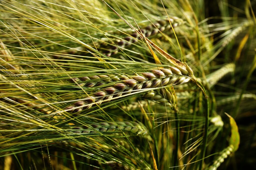 S-a lansat prima platformă pentru tineri antreprenori în agricultură